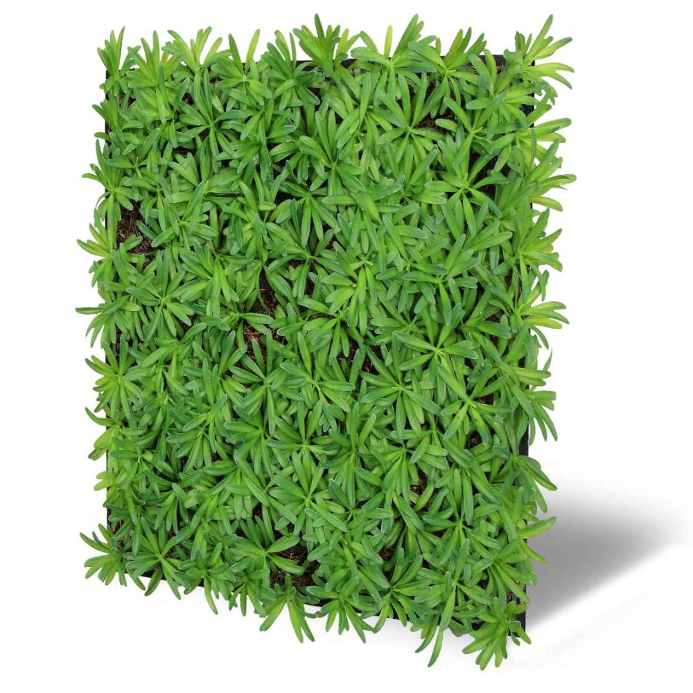 Skando Wall - Flora eibengrün | Natur-Wandpaneel